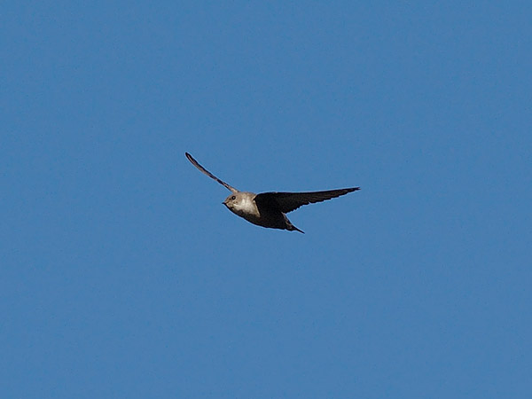 Kalliopääsky, Eurasian Crag Martin, Ptyonoprogne rupestris